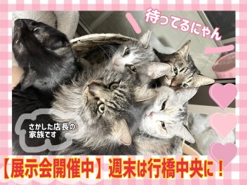春の展示会のお知らせ
